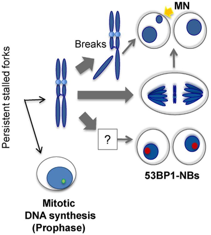 Dormant Origins and DNA Replication